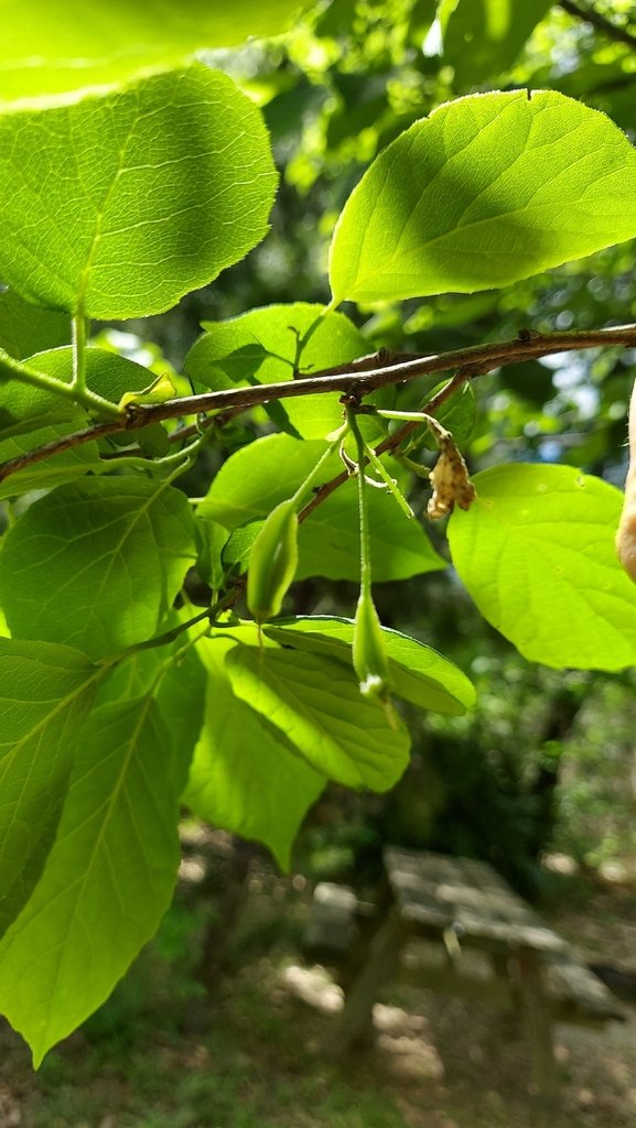 Halesia diptera photograph 5