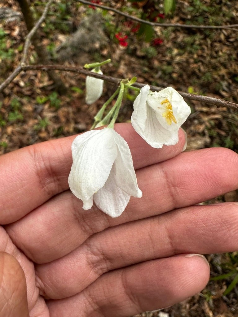 Halesia diptera photograph 4