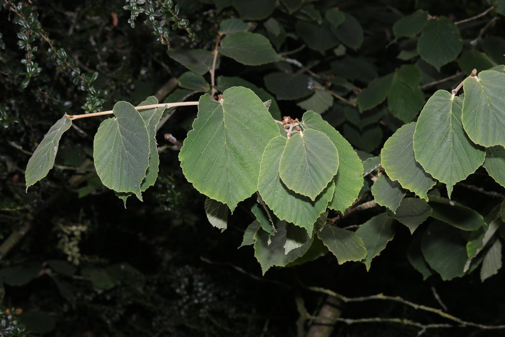 Hamamelis mollis photograph 5