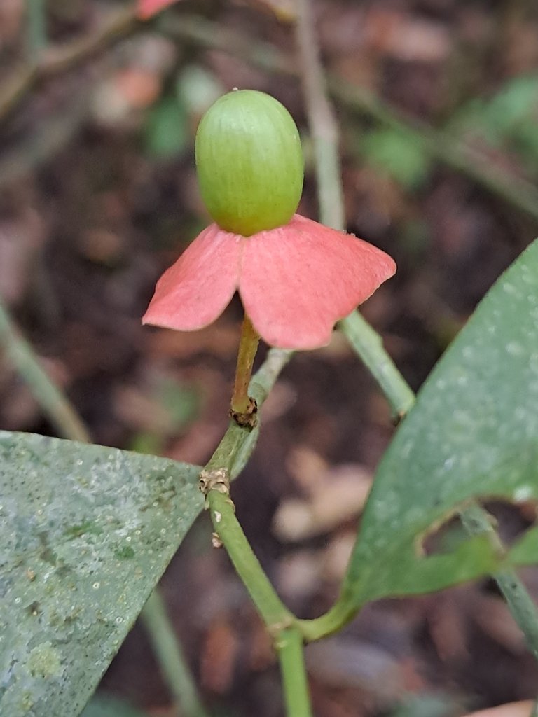 Heisteria acuminata
