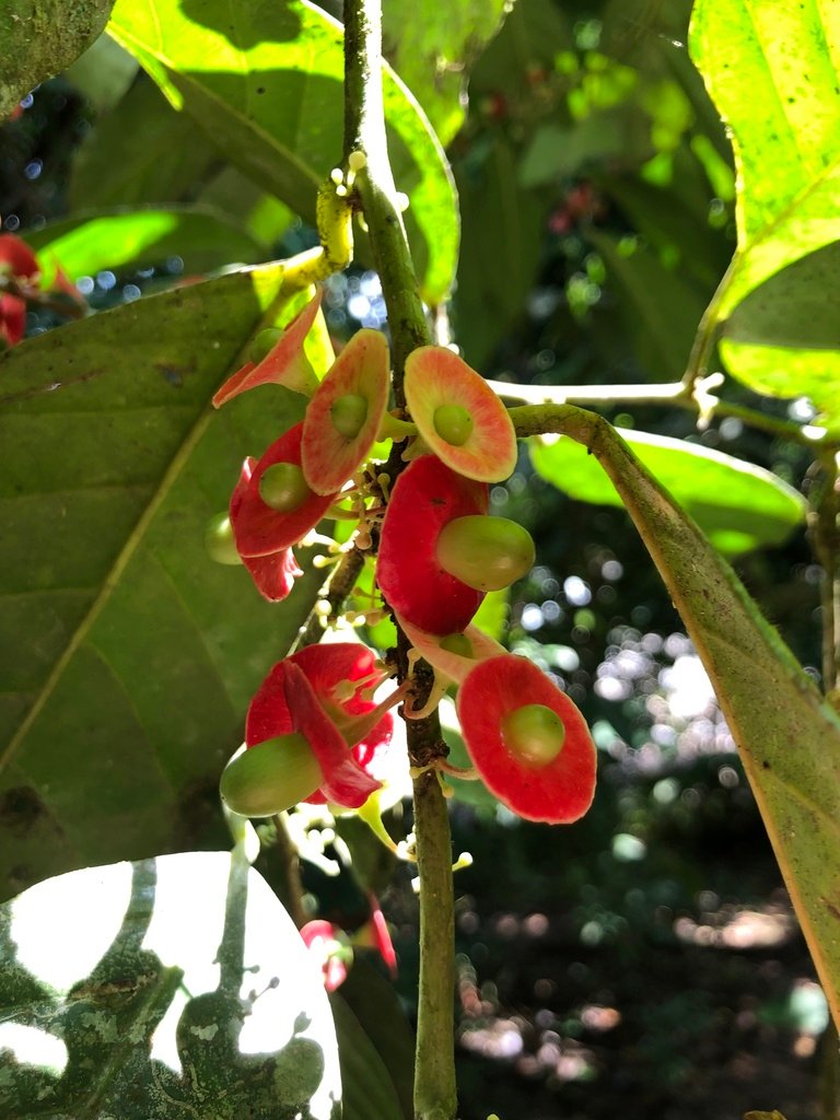 Heisteria acuminata photograph 4