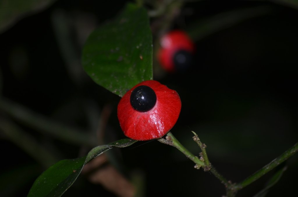 Heisteria acuminata photograph 3