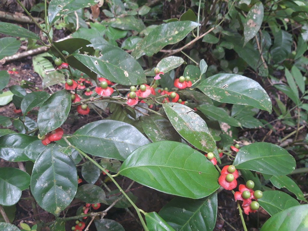 Heisteria acuminata photograph 6