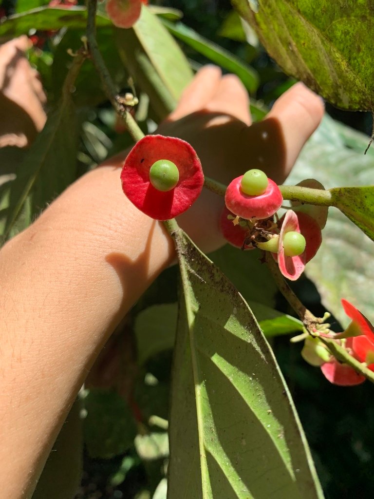 Heisteria acuminata photograph 5
