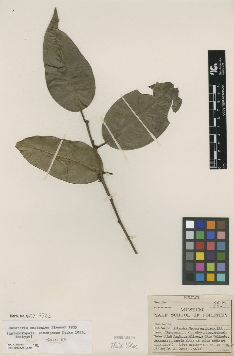 Heisteria amazonica photograph 3