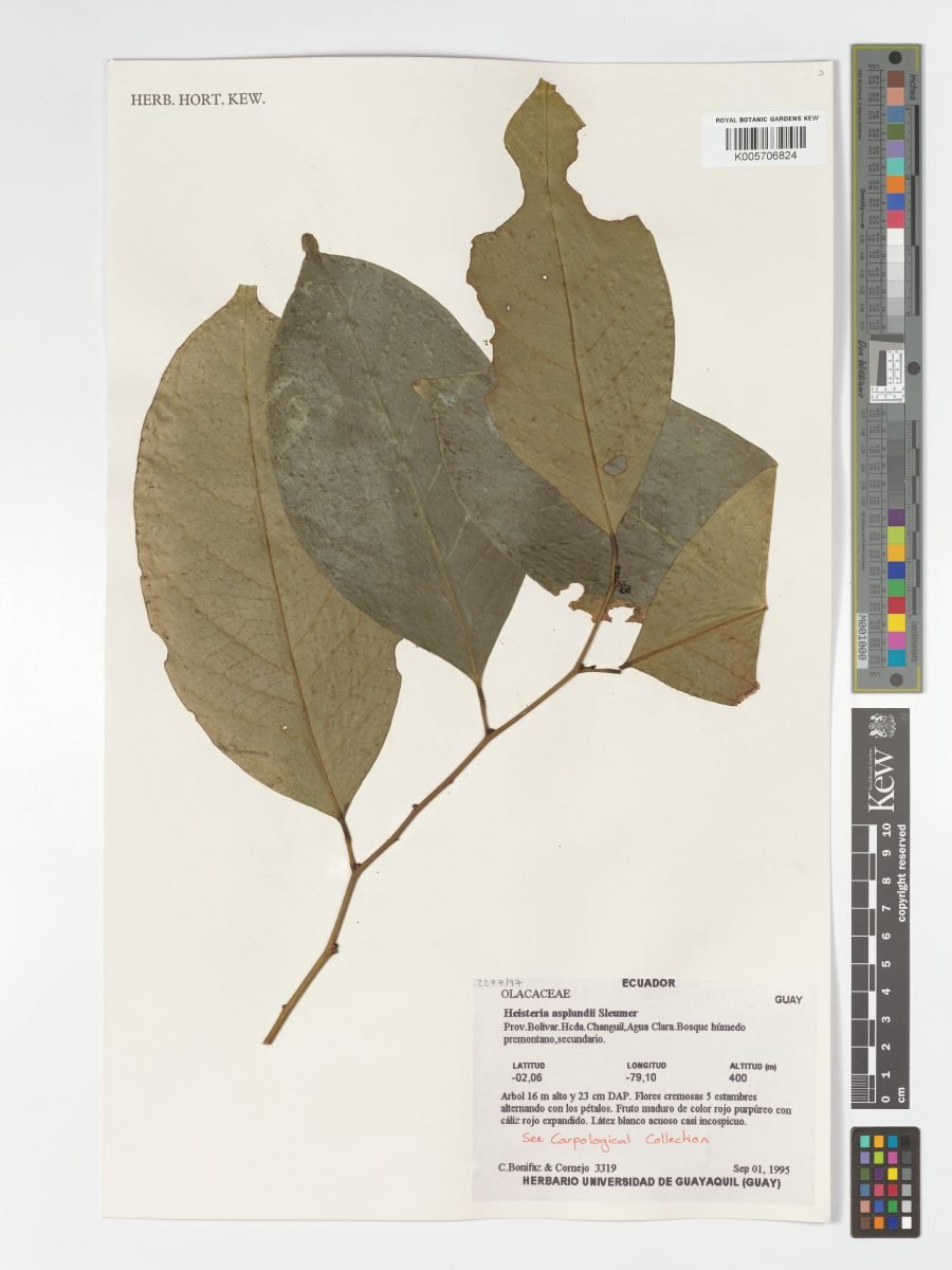 Heisteria asplundii photograph 4