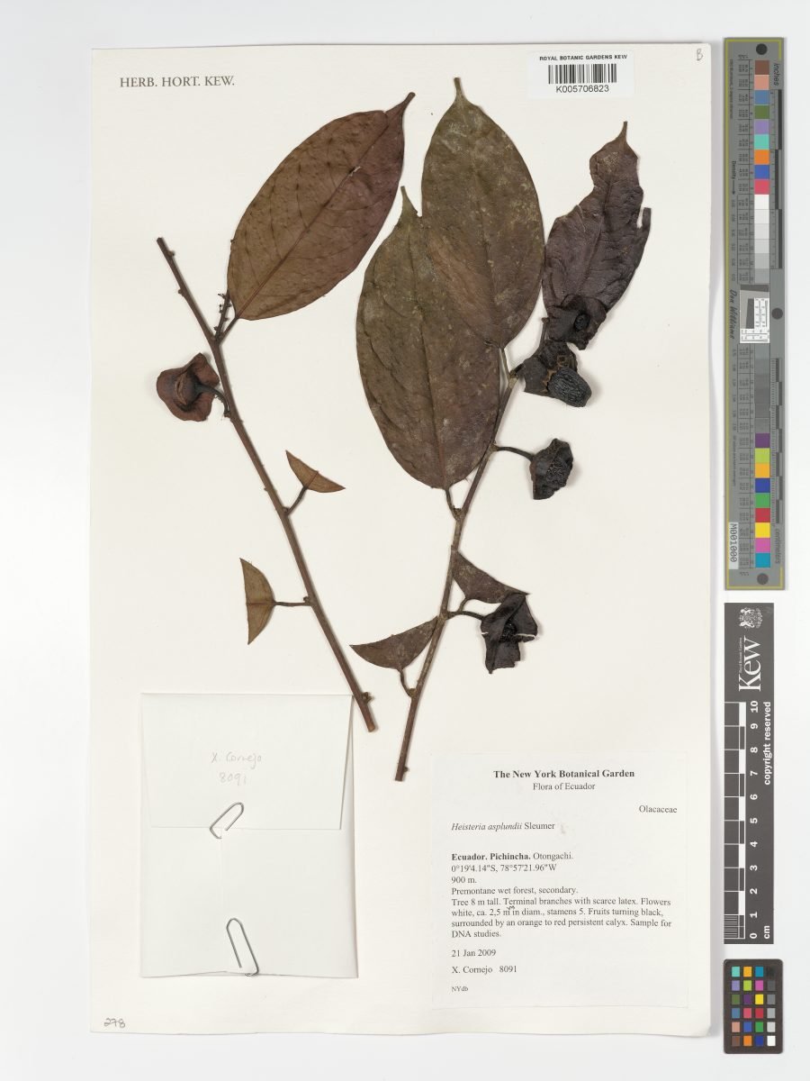 Heisteria asplundii photograph 2