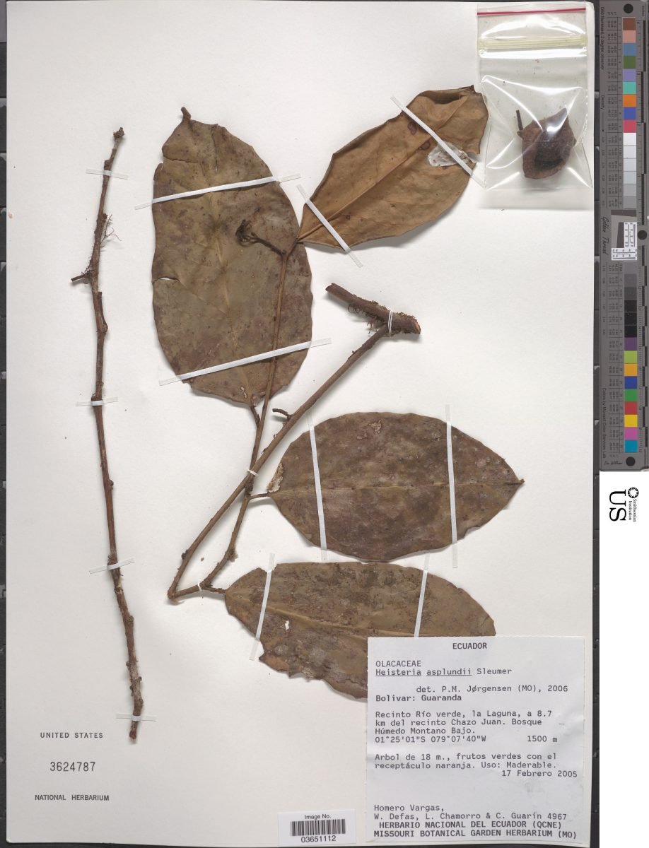 Heisteria asplundii photograph 3