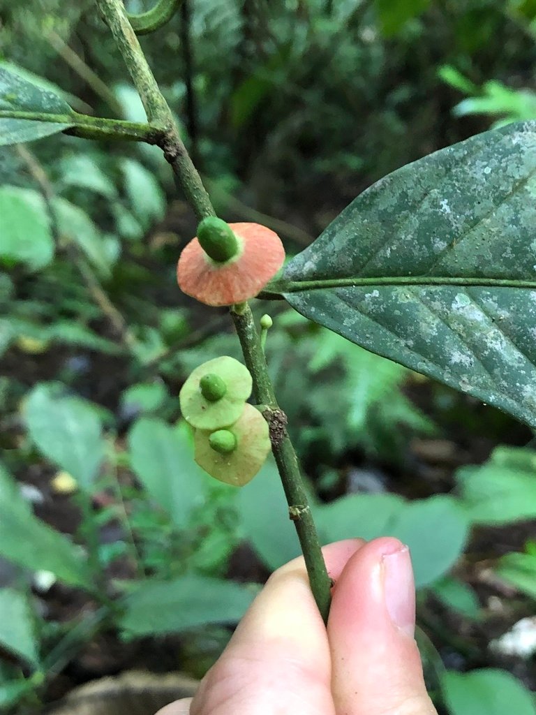 Heisteria asplundii