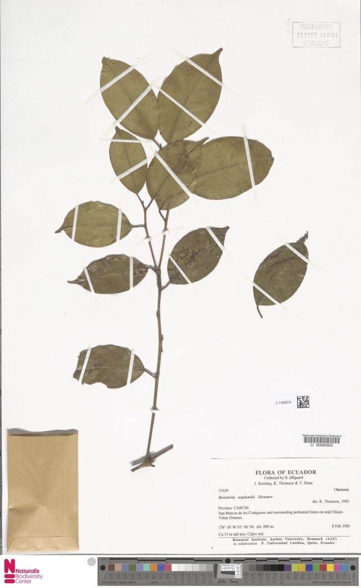 Heisteria asplundii photograph 6