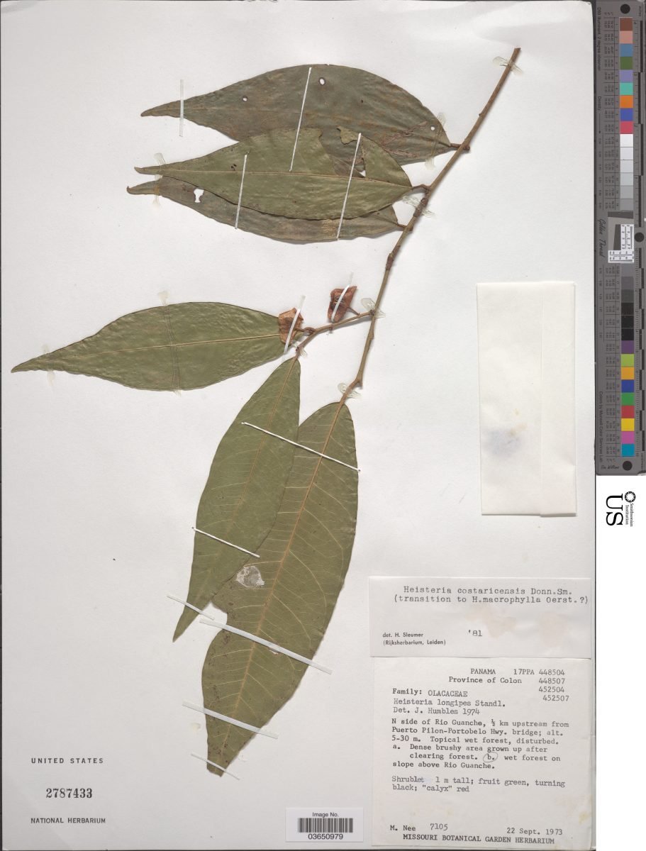 Heisteria costaricensis photograph 2