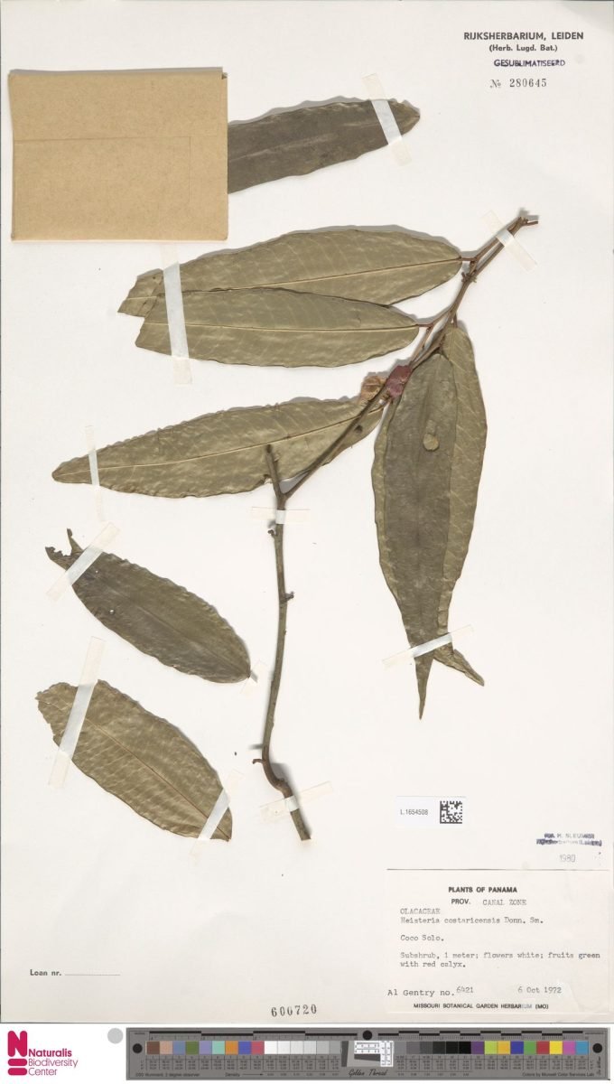 Heisteria costaricensis photograph 3