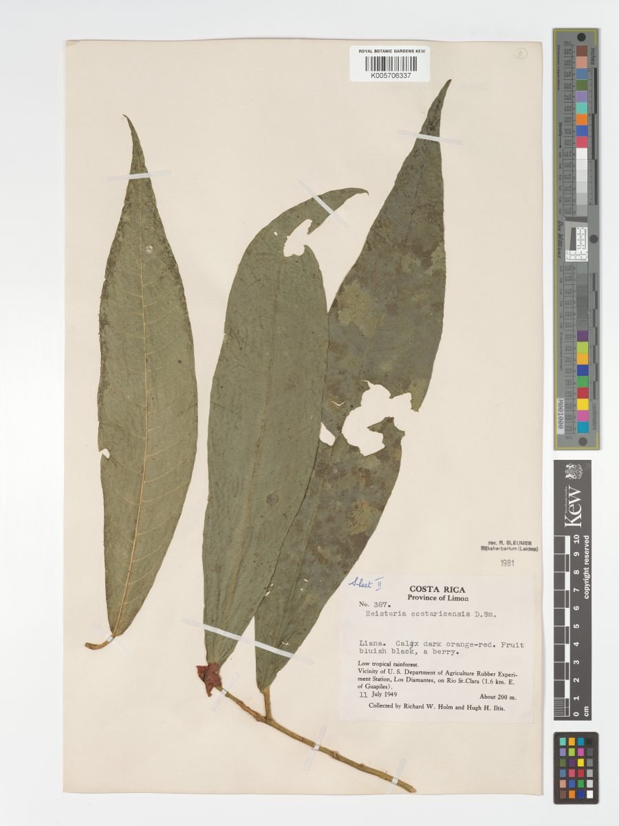 Heisteria costaricensis photograph 6
