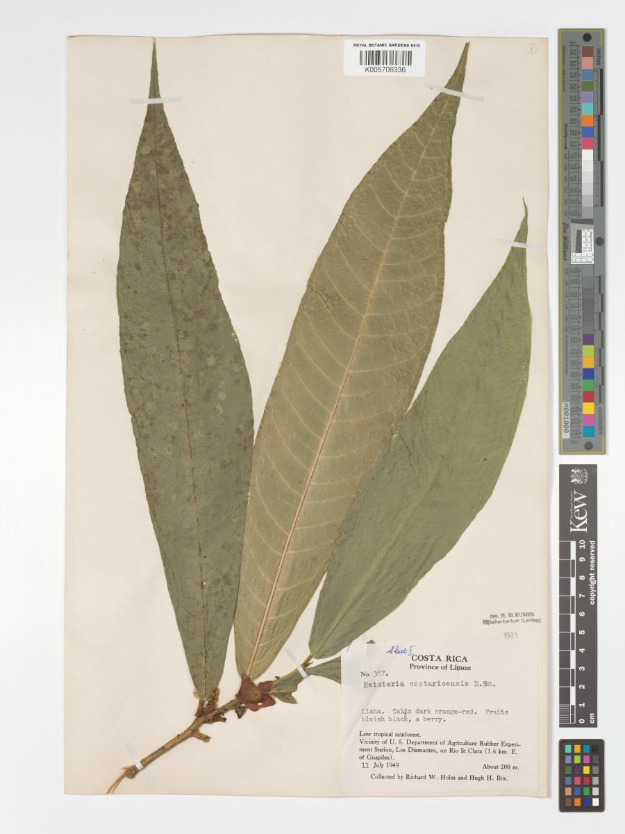 Heisteria costaricensis photograph 5