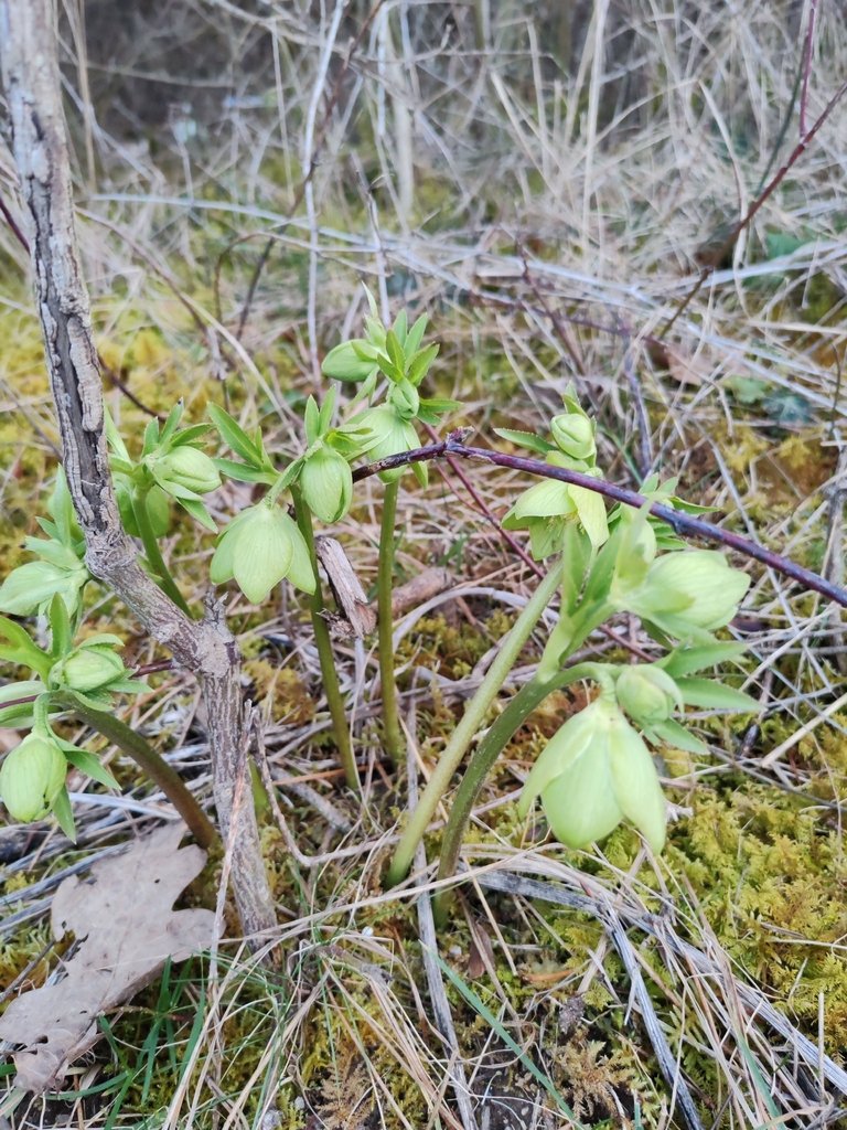 Helleborus bocconei