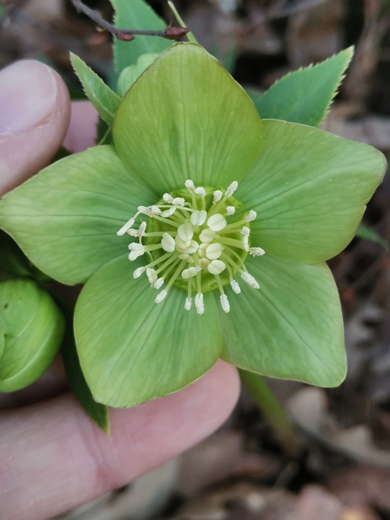 Helleborus bocconei photograph 5