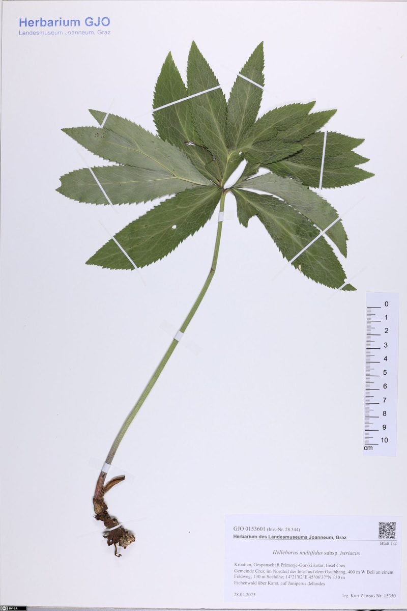 Helleborus bocconei photograph 2