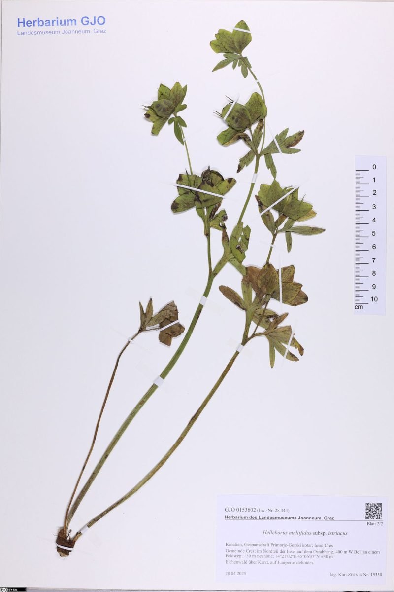 Helleborus bocconei photograph 3