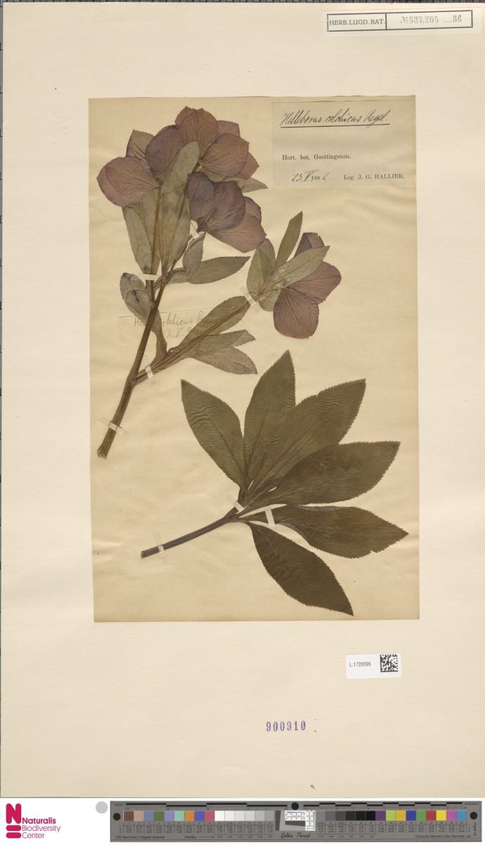 Helleborus colchicus