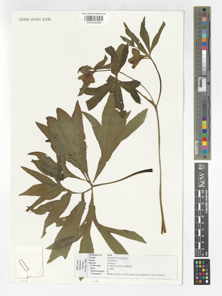 Helleborus croaticus