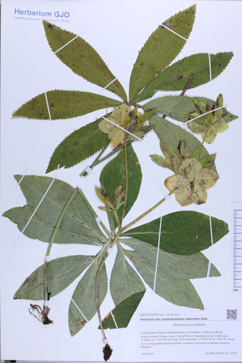 Helleborus cyclophyllus