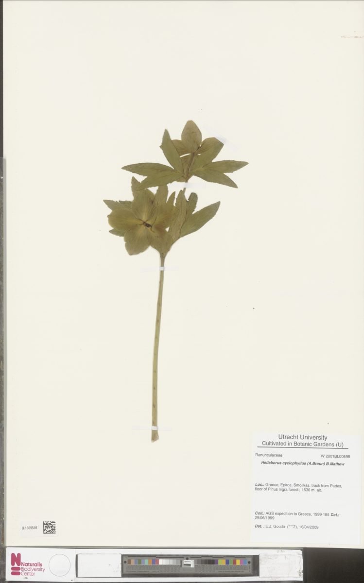 Helleborus cyclophyllus photograph 6