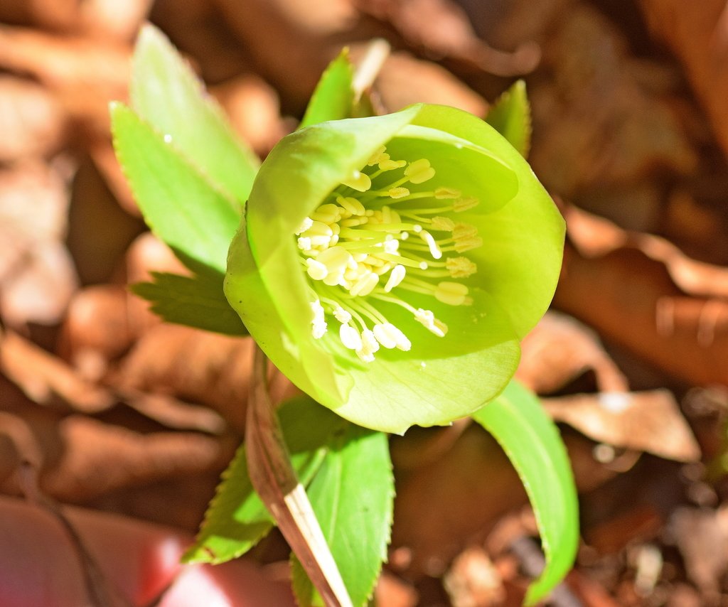 Helleborus cyclophyllus photograph 2