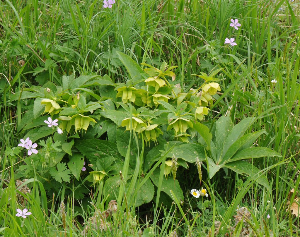 Helleborus cyclophyllus photograph 3