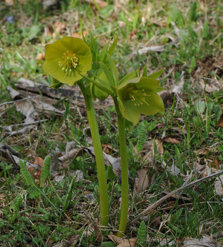Helleborus cyclophyllus photograph 4