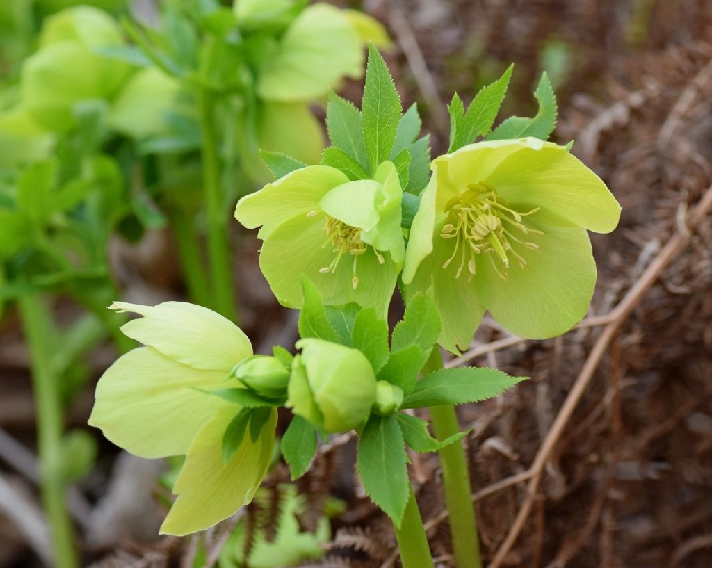 Helleborus cyclophyllus photograph 5