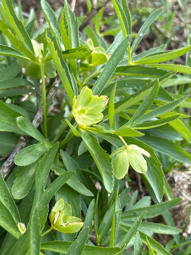 Helleborus dumetorum photograph 4