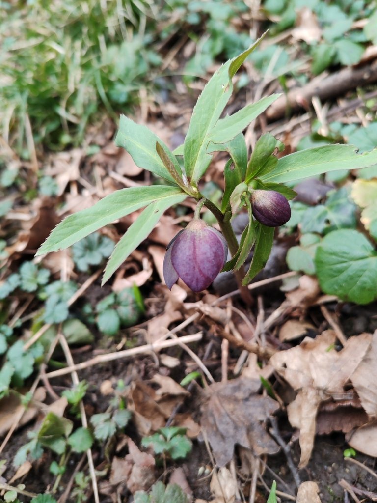 Helleborus dumetorum photograph 2