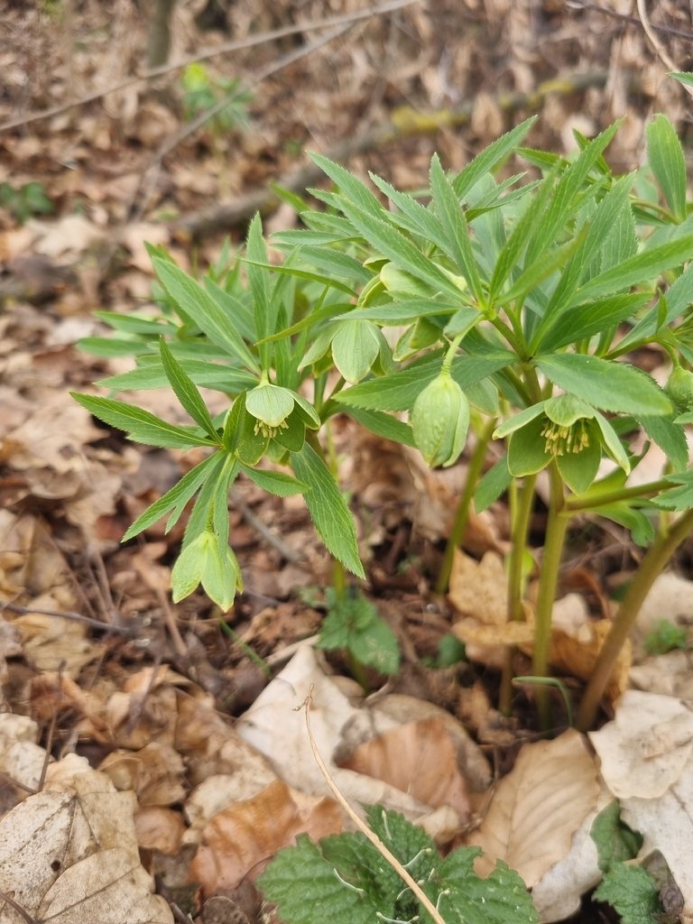 Helleborus dumetorum photograph 5