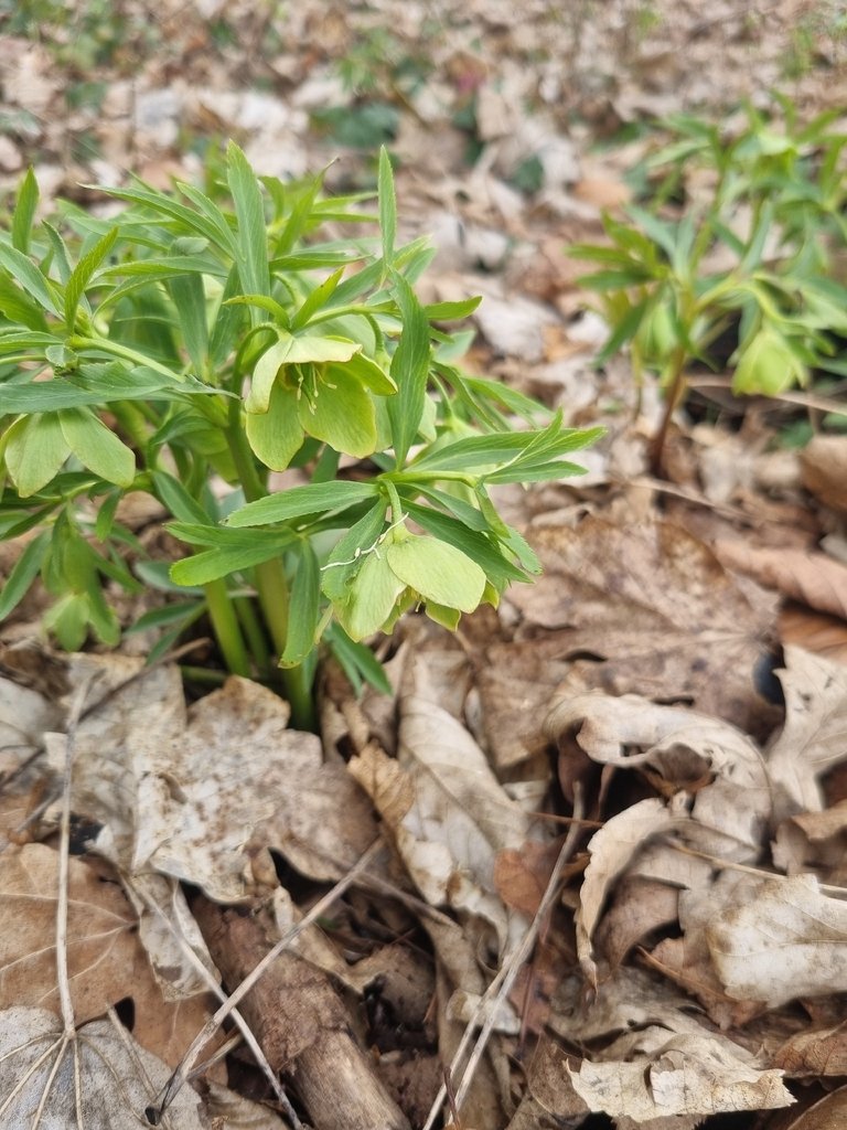 Helleborus dumetorum photograph 6