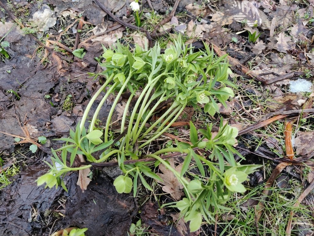 Helleborus dumetorum photograph 3
