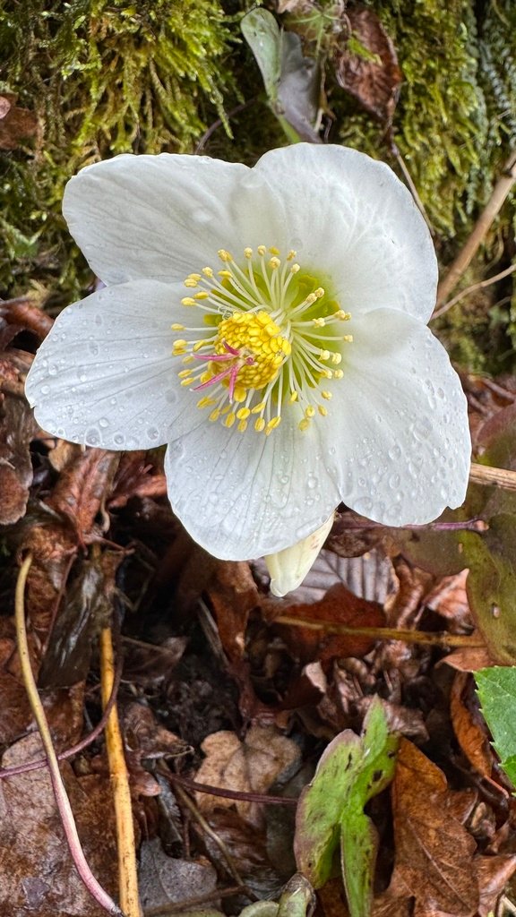 Helleborus niger photograph 4