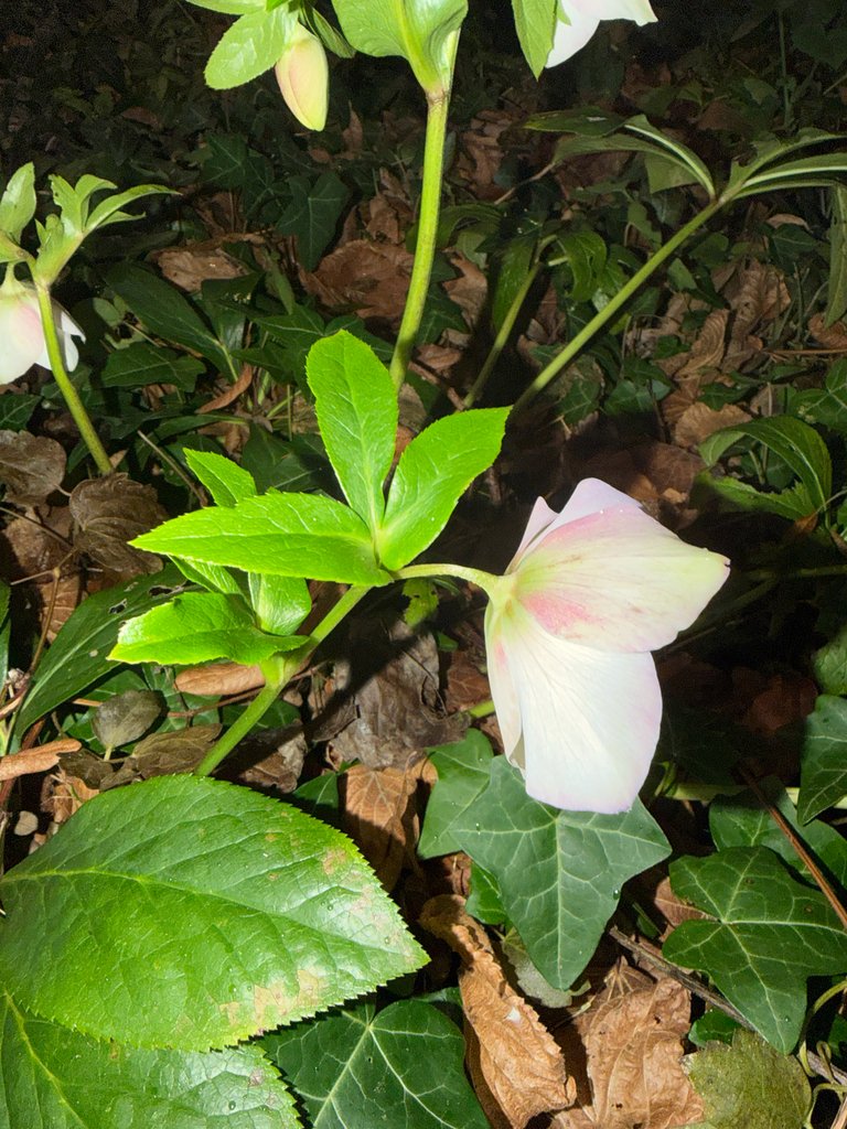 Helleborus orientalis