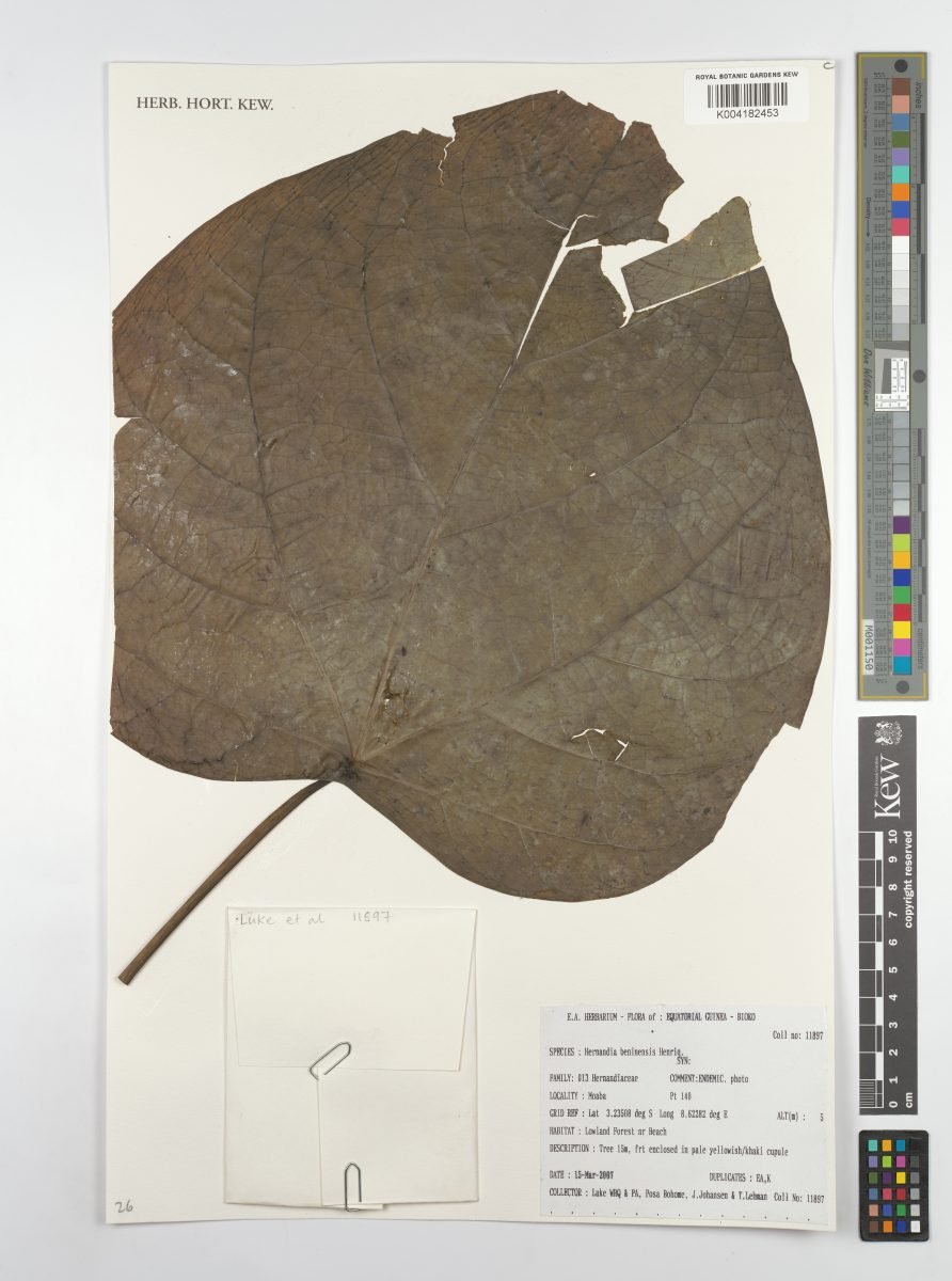 Hernandia beninensis photograph 3