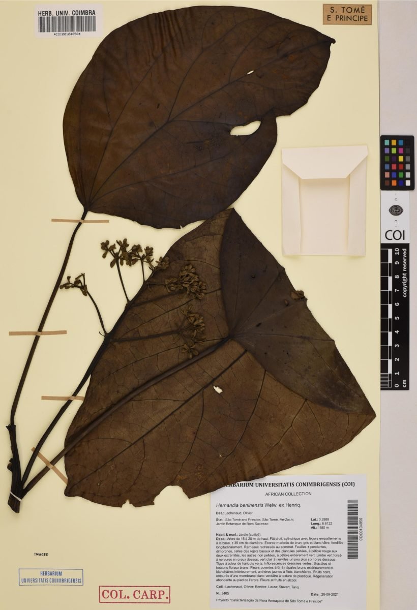 Hernandia beninensis