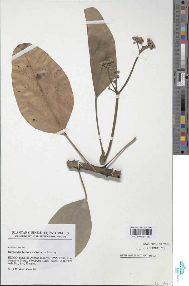 Hernandia beninensis photograph 4