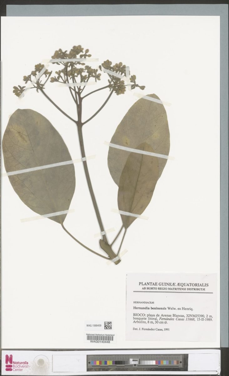 Hernandia beninensis photograph 6