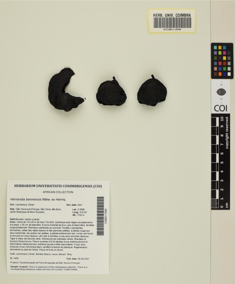 Hernandia beninensis photograph 2