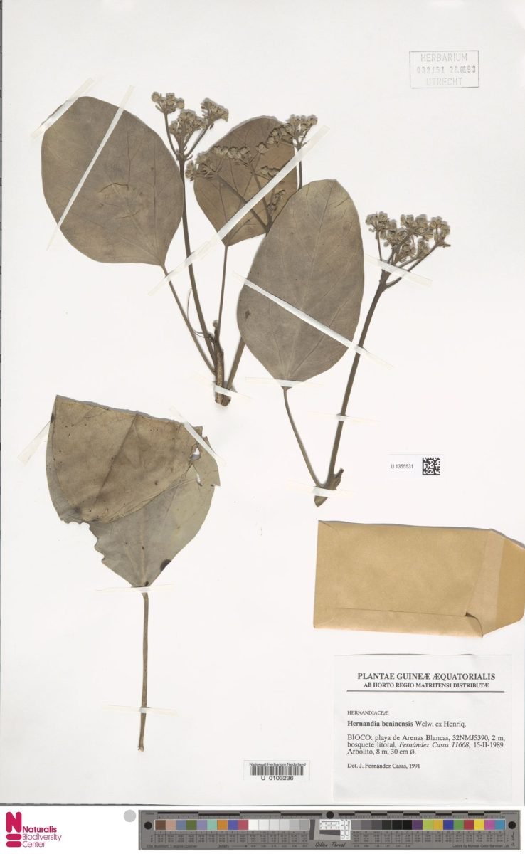 Hernandia beninensis photograph 5