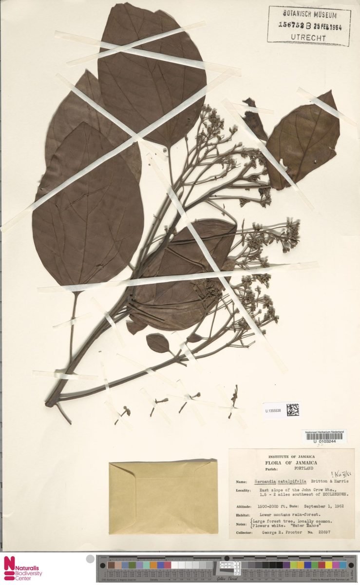 Hernandia catalpifolia photograph 3
