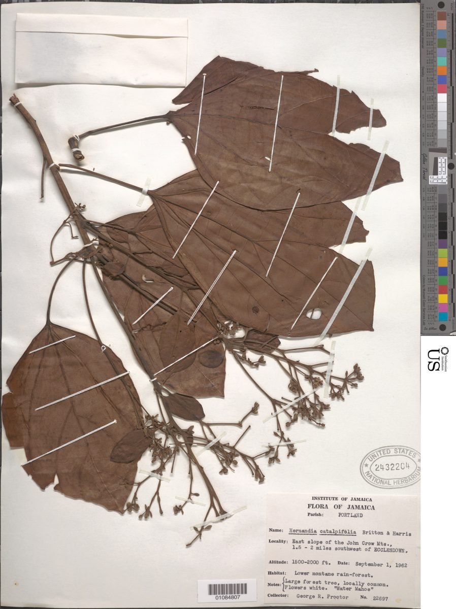 Hernandia catalpifolia