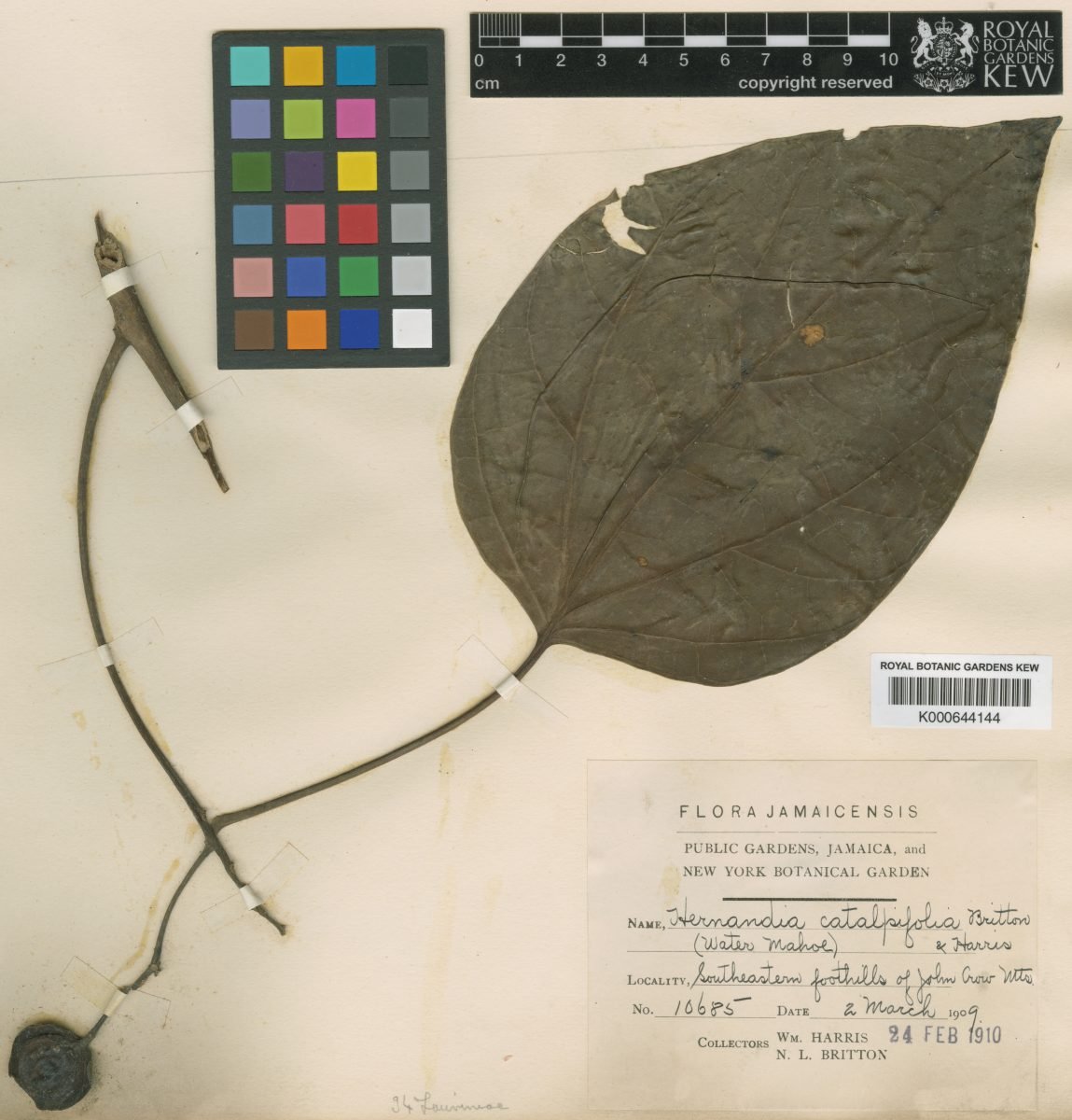 Hernandia catalpifolia photograph 4