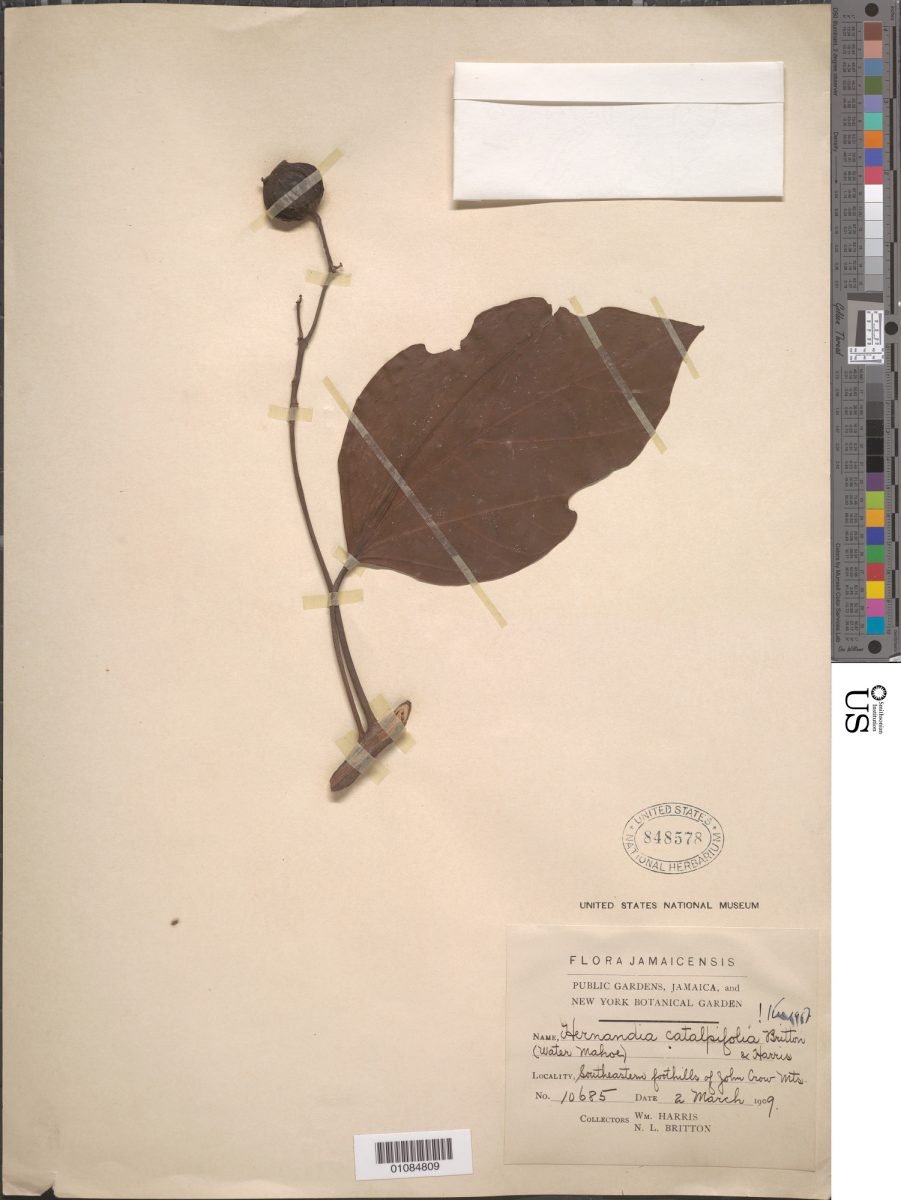 Hernandia catalpifolia photograph 5