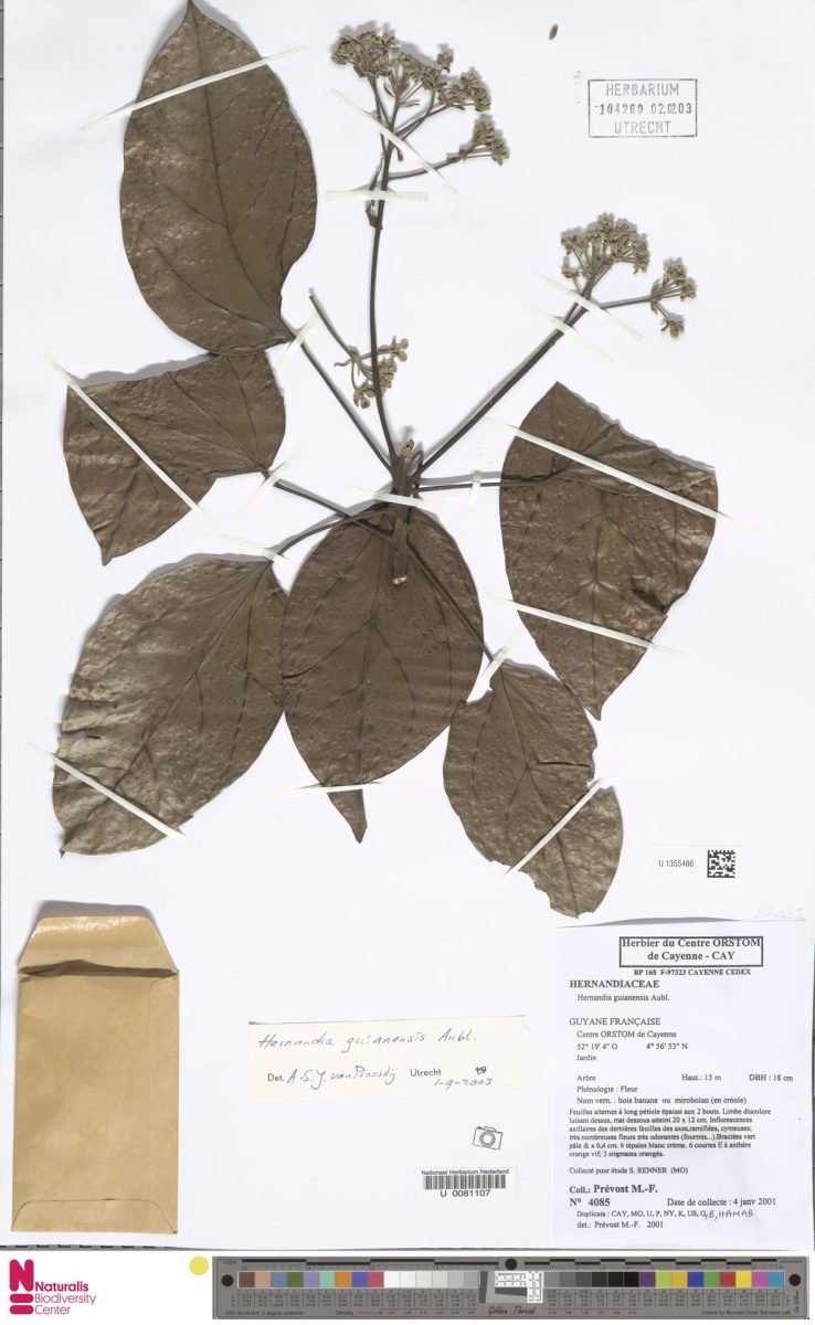 Hernandia guianensis photograph 5