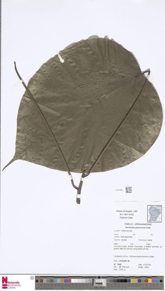 Hernandia guianensis photograph 2