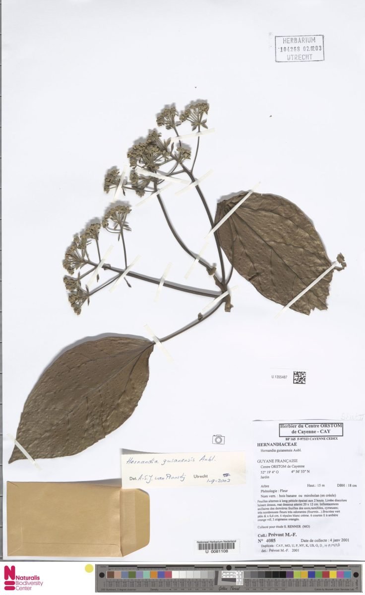 Hernandia guianensis photograph 6